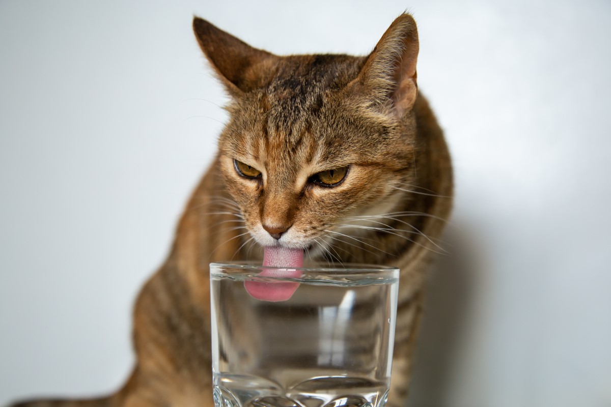 benefícios da hidratação para a saúde dos pets